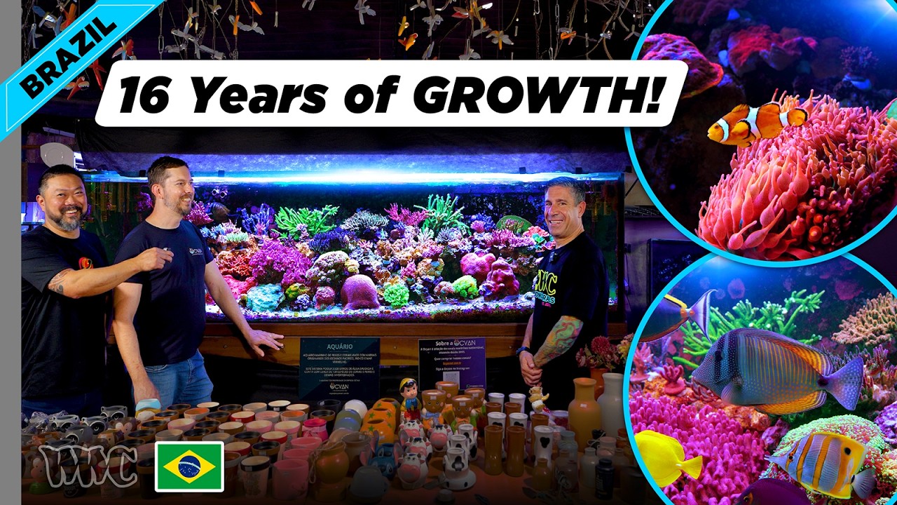 Inside a 560-Gallon SPS Reef in Brazil | T5 Lighting, Acropora & Old-School Reefing — World Wide Corals