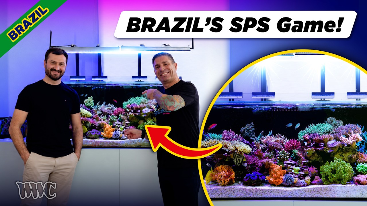 This 120-Gallon SPS Reef Is Incredible | Acropora, Lighting & Reef Keeping in Brazil — World Wide Corals