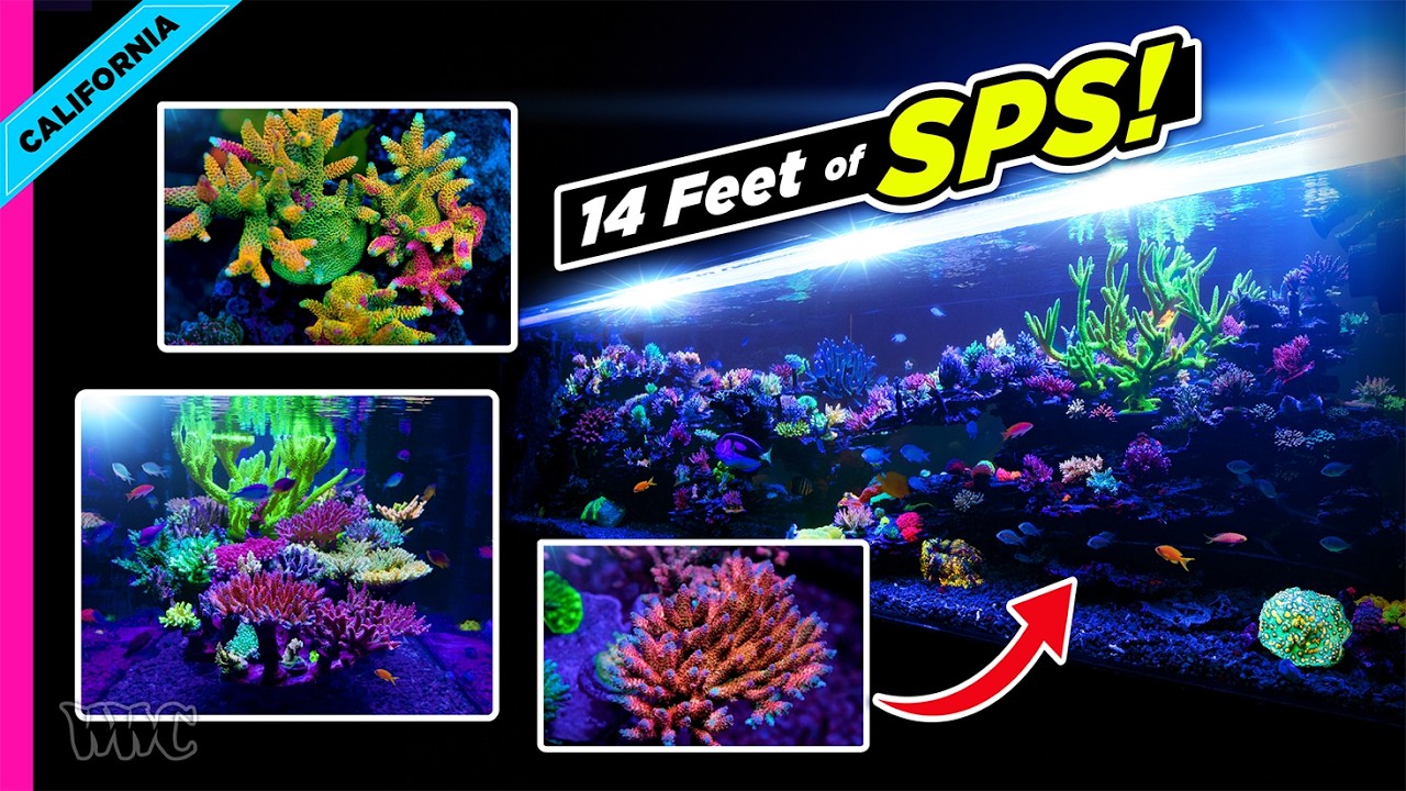 15 Months Later: Inside Ivan’s 1,500-Gallon SPS Reef — World Wide Corals