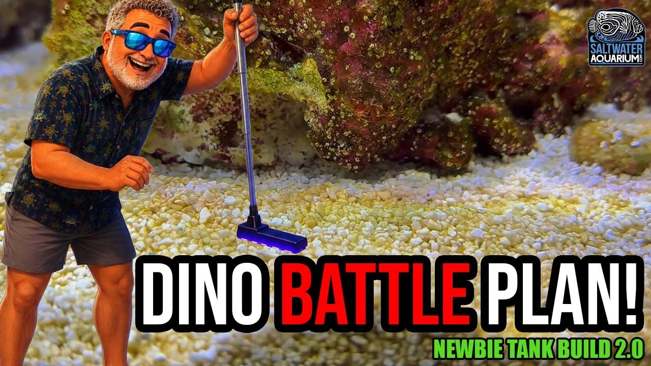 How I’m Fighting Dinoflagellates in My Reef Tank (3-Step Battle Plan) | Newbie Tank Build 2.0 — SaltwaterAquarium.com