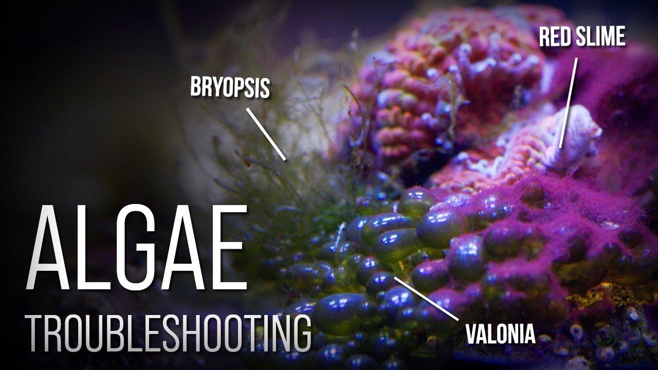 6 Reef Tank Nuisance Algae and How to Beat Them — Tidal Gardens