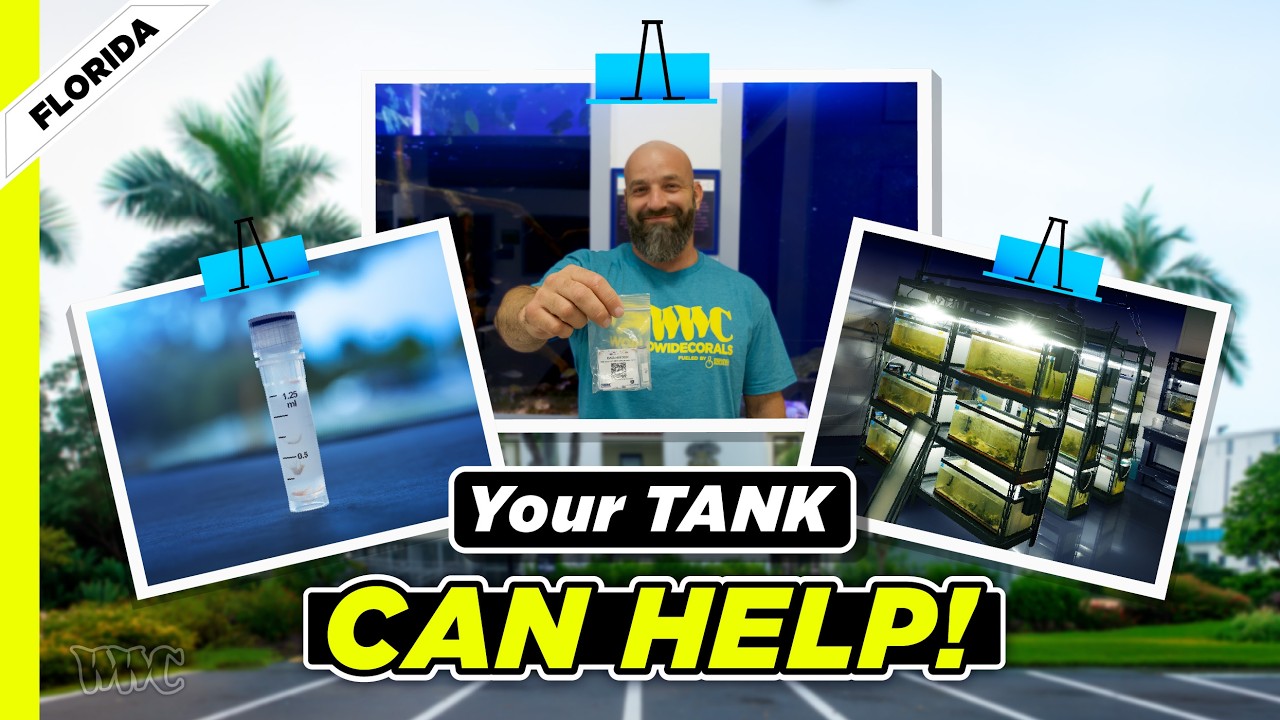 How Your Reef Tank Can Help Marine Science | Amphipod Microbiome Research with Dr. Nathaniel Curtis — World Wide Corals