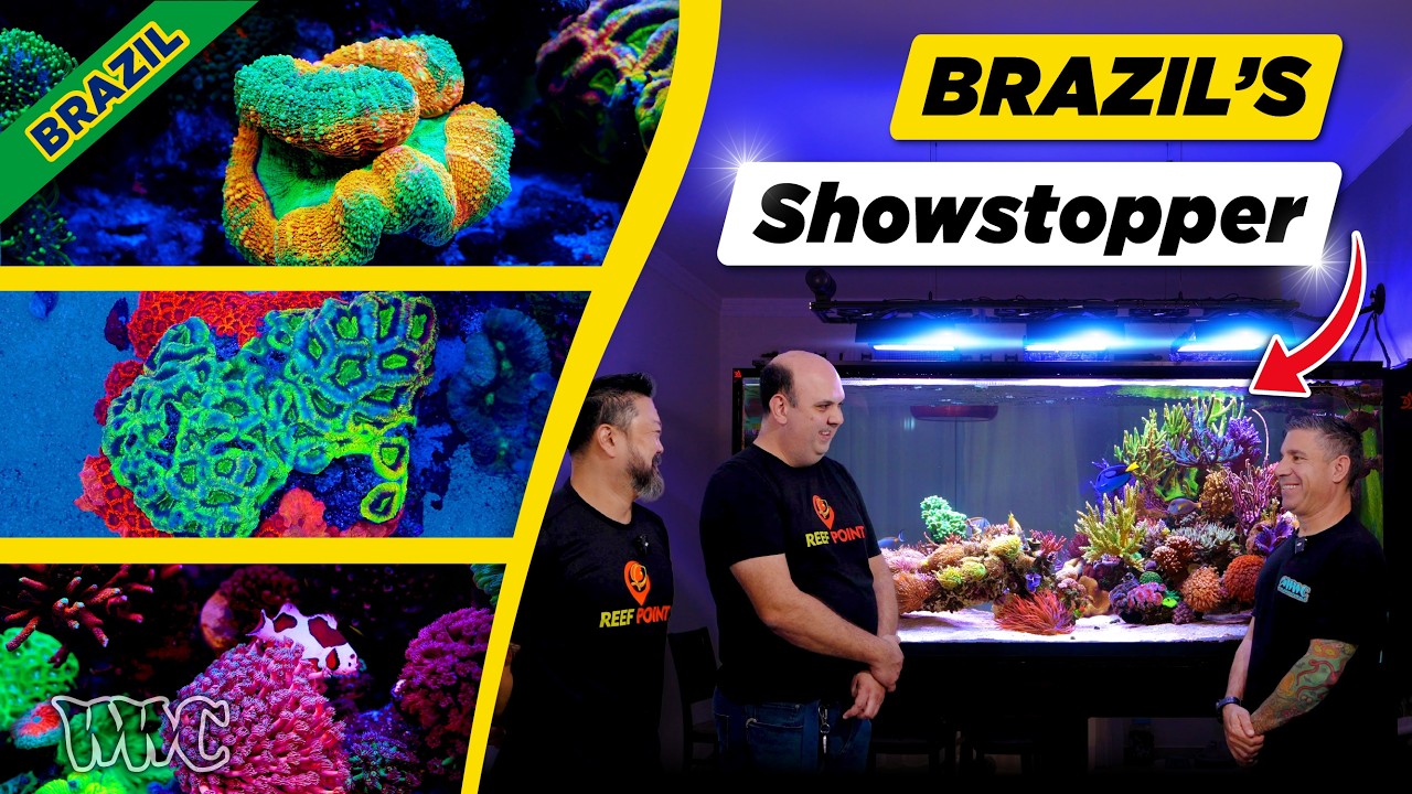 This 400-Gallon Reef Is One of Brazil’s Most Impressive | SPS, LPS & Aquascaping — World Wide Corals